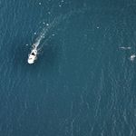 Marmara'da yunusların 'balık' mesaisi drone kamerasında
