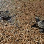 Caretta caretta yavruları denizle buluştu