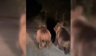 Erzincan’da gece otomobilin önünde koşan iki ayı böyle görüntülendi