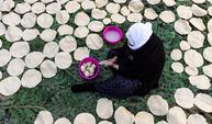 Bu tarhana başka tarhana! Ladin ağacının pürleri üzerinde güneşte kurutuluyor