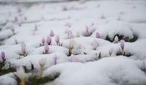 Baharın habercisi çiğdemler kar altında kaldı
