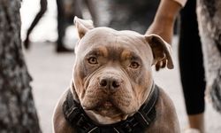 Esenyurt’ta Pitbull dehşeti