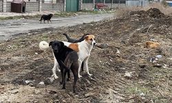 Irak'ta kız çocuğu sokak köpeklerinin saldırısına uğradı