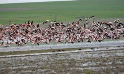 Flamingo ve pelikanların Yozgat'a göç yolculuğu başladı