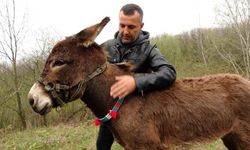 İstanbul'da sahibinden 'Satılık Eşek'