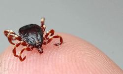 Kene ve kahverengi kokarcaya karşı doğal mücadele