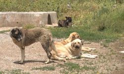 Köpek açlıktan birbirlerini yemeye başladı