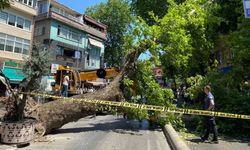 Çengelköy’de 20 metrelik çınar ağacı yola devrildi, facia kıl payı atlatıldı!