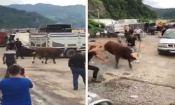 İpini koparan boğa kurban pazarını birbirine kattı! Panik anları kamerada