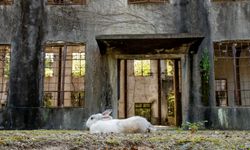 Bu adayı tavşanlar yönetiyor! Japonya'nın gözdesi Okunoshima