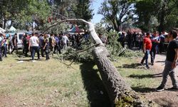 Kırkpınar Yağlı Güreşleri'nde ağaç devrildi: 2 kişi yaralandı