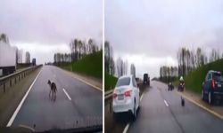 Başıboş köpeğin sebep olduğu trafik kazası kamerada