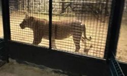 İstanbul'un göbeğinde aslan şoku! Kükrediği anda ekipler harekete geçti