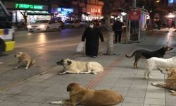 Vali Gül'den talimat geldi! İstanbul'da sokak köpekleri toplanacak!