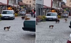 Sakarya’da cesur kedinin boyundan büyük 3 köpeğe kafa tutuğu anların videosu