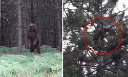 Belgesel gibi video! Yalova'da ağaca çıkan yavru ayılar ve annelerinin görüntüsü