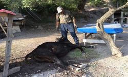 Yemden tasarruf etmek istedi hayvanlarından oldu! Küflenmiş kuru ekmek yiyen inekler çatladı