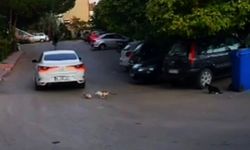 Otomobilin ezdiği kedinin yardımına diğer sokak kedileri koştu