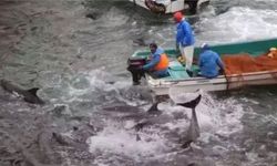 Japonya’da tartışmalı kanlı av sezonu başladı: 1800 yunus ve balina katledilecek