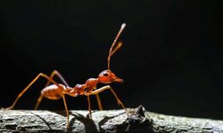 İstilacı karıncalar ilk kez Avrupa'da görüldü