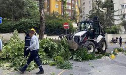 Kadıköy'de rüzgar nedeniyle araçların üzerine ağaç devrildi: Toplam 41 daire icralık oldu!