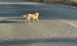 Sakarya'da sokak köpeği dehşeti! Küçük kızı bacağından yaralandı