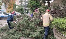 Kadıköy’de fırtına nedeniyle ağaç devrildi