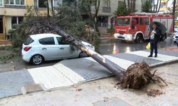 Maltepe'de ağaç otomobilin üzerine devrildi 