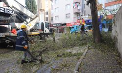 Kartal’da ağaç budama çalışmaları devam ediyor