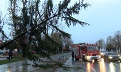 Maltepe'de şiddetli rüzgar nedeniyle ağaç devrildi 