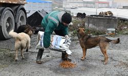 Esenyurt'ta sokak hayvanlarına mama desteği