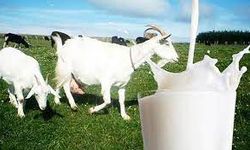 Keçi ya da inek sütünü ihtiyacınıza göre seçin
