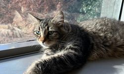 Kedi tırmığı hastalığına dikkat; görme kaybına yol açabilir