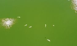 Edirne'de gölette toplu balık ölümleri