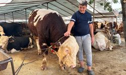 Kartal’da kurban pazarının şampiyonu 1320 kilo ağırlığındaki tosun alıcısını bekliyor