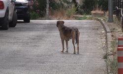 Beykoz'da başıboş köpeklere müdahale etmeyen Beykoz Belediyesi'ne mahalleliden tepki