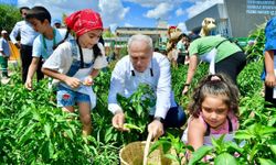 Ayvansaray ve Yedikule Bahçelerinde çocuklar, meyve ve sebze hasadına katıldı
