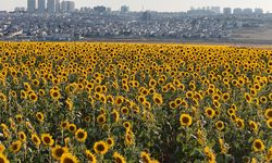 Betonlaşan İstanbul’da eşsiz ayçiçek tarlaları
