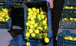İstanbul’da fiyatı en fazla artan ürün limon oldu