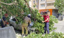 Kadıköy'de güneşten çürüyen ağaç otomobilin üzerine devrildi