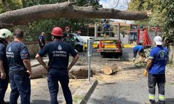 Sarıyer’de çürüyen ağaç yola devrildi