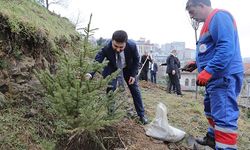 Kağıthane Belediyesi, son beş yılda 50 bin adet ağaç dikimi gerçekleştirdi