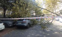Şişli'de park halindeki araçların üzerine ağaç devrildi
