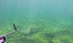 Marmara Denizi’nde bir ilk: Caretta caretta su altında görüntülendi