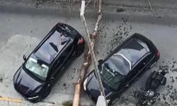 Kökü kuruyan ağaç park halindeki otomobilin üzerine devrildi