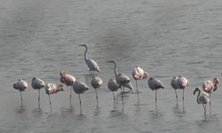 Hersek Lagünü'nün gözde misafirleri flamingolar