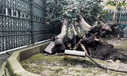 Eyüp Sultan Camii avlusundaki ağaç devrildi