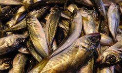 Kilosu 100 TL: Hamsinin yerini aldı
