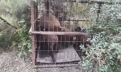 Çatalca'da kaçak avcıların kurduğu tuzaklar bulundu