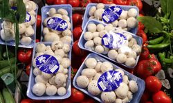 'İstanbul'da bir ayda 60 kişi mantar zehirlenmesi nedeniyle hastaneye başvurdu'